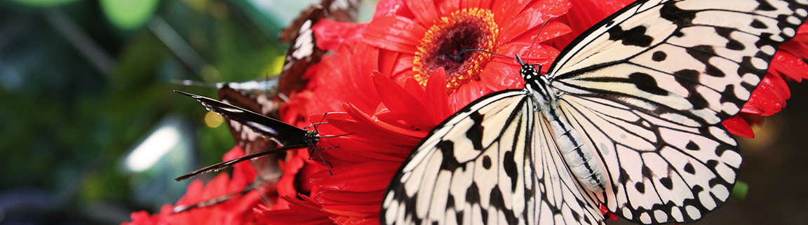 Butterfly Garden