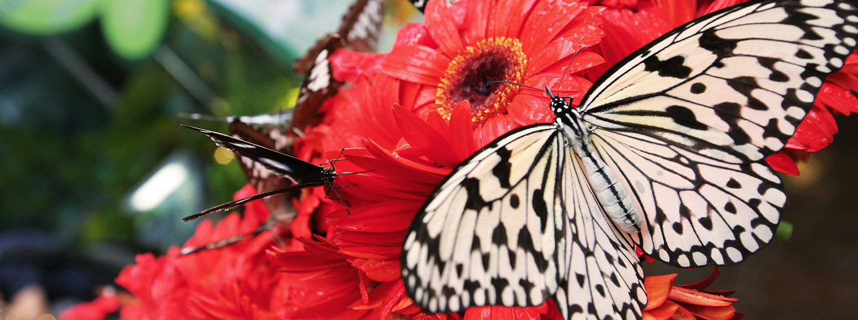 Butterfly Garden Singapore Changi Airport