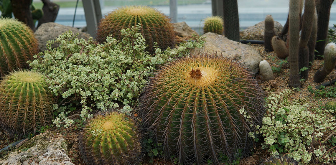 CACTUS GARDEN