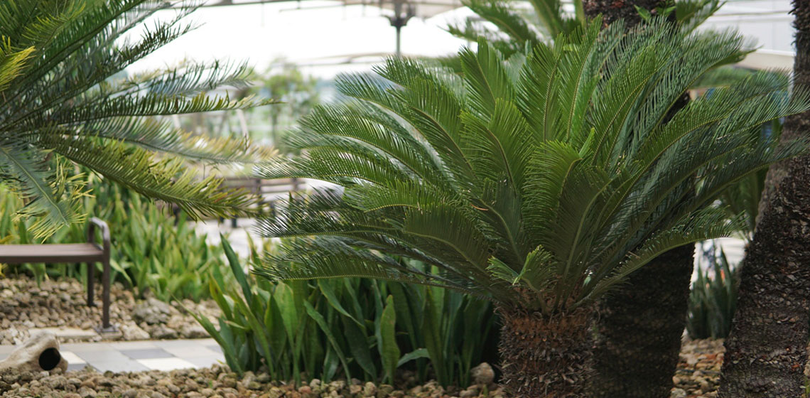 Sago Palm