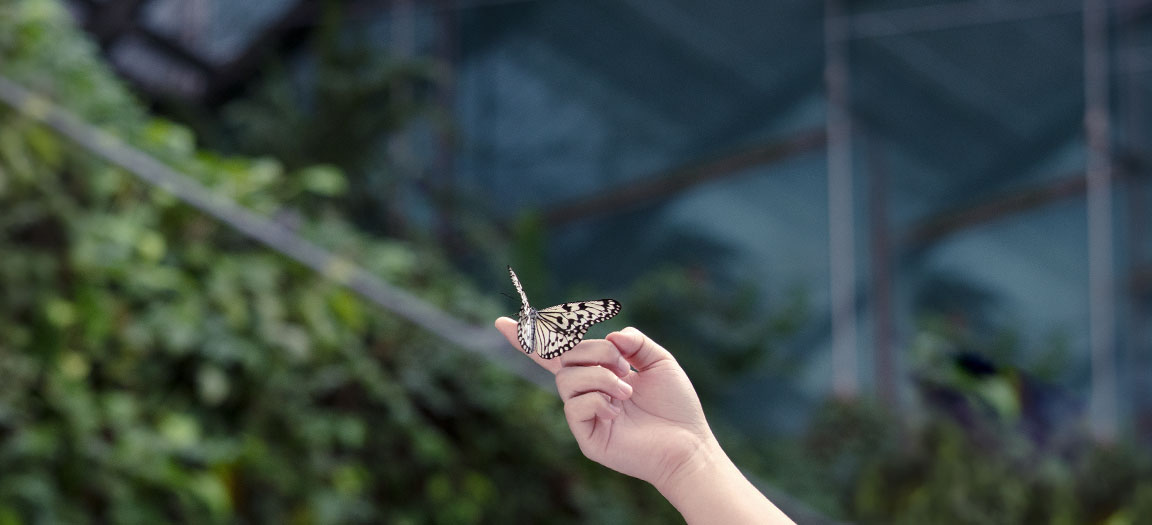 Jewel Changi Attractions