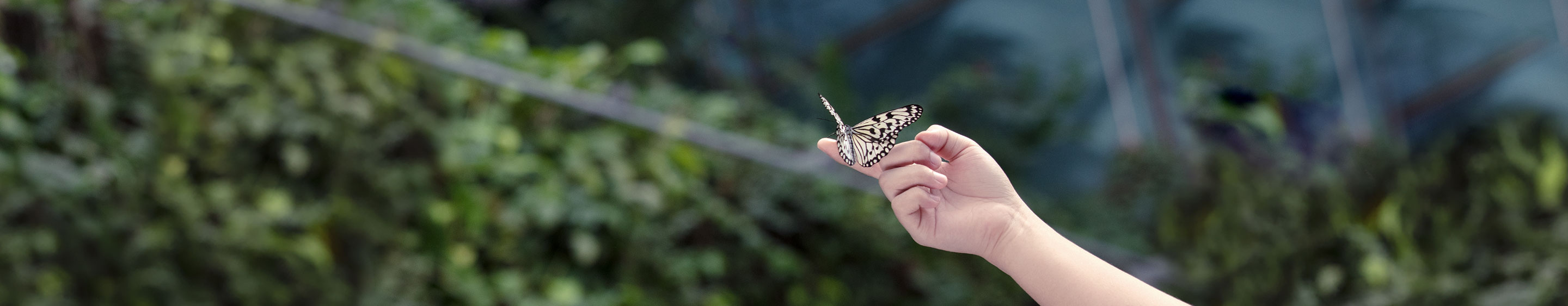 Jewel Changi Attractions