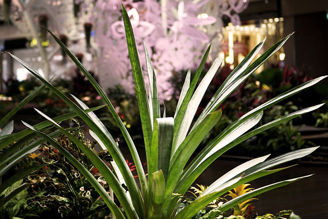 Giant Bromeliad