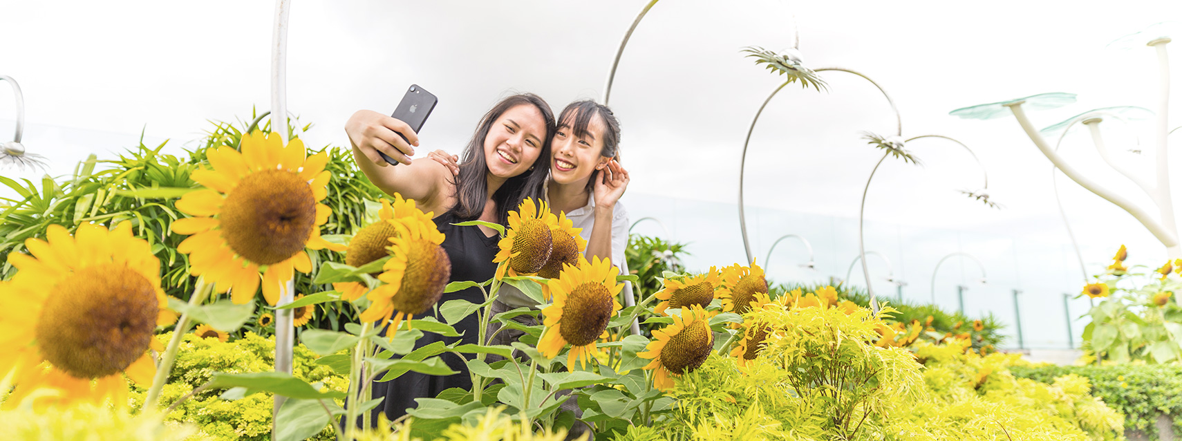 Sunflower Garden