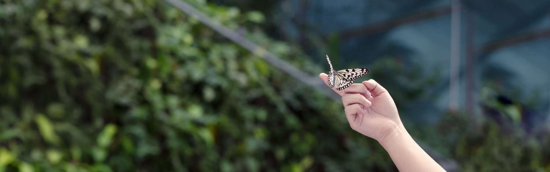 Jewel Changi Attractions