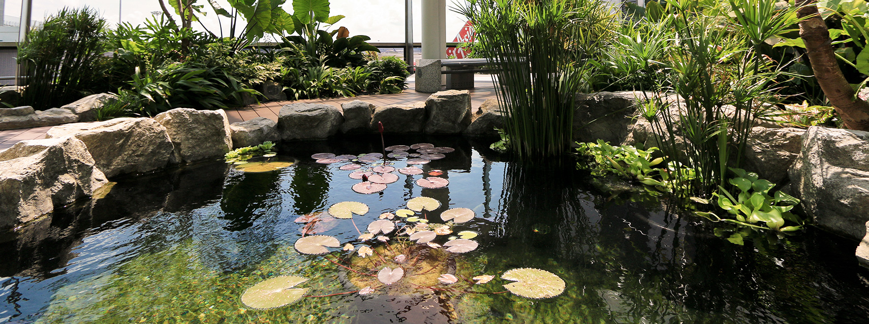 Water Lily Garden