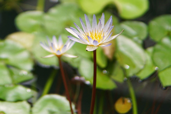 Water Lily