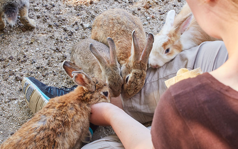 Feeding rabbits at Okunoshima Rabbit Island